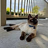 animal, blue_eyes, blurred_background, calm, cat, collar, concrete_floor, daylight, domestic_animal, ears, fur, lying_down, outdoor, pet, railing, relaxed, shadow, siamese_cat, tag, whiskers
