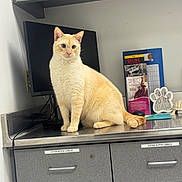 Ghost joined the competition — help win amazing prizes! cat, cream_cat, indoor, countertop, monitor, cabinet, pamphlets, office, veterinary, alert, curious, feline, fur, ears, tail, animal, pet, sitting, metal_surface, gray_cabinet