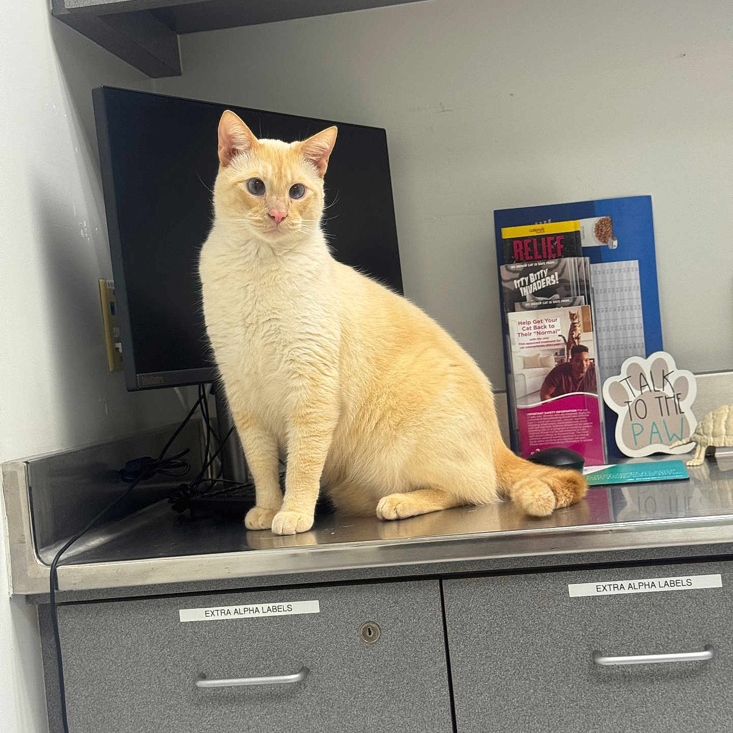 Ghost joined the competition — help win amazing prizes! alert, animal, cabinet, cat, countertop, cream_cat, curious, ears, feline, fur, gray_cabinet, indoor, metal_surface, monitor, office, pamphlets, pet, sitting, tail, veterinary