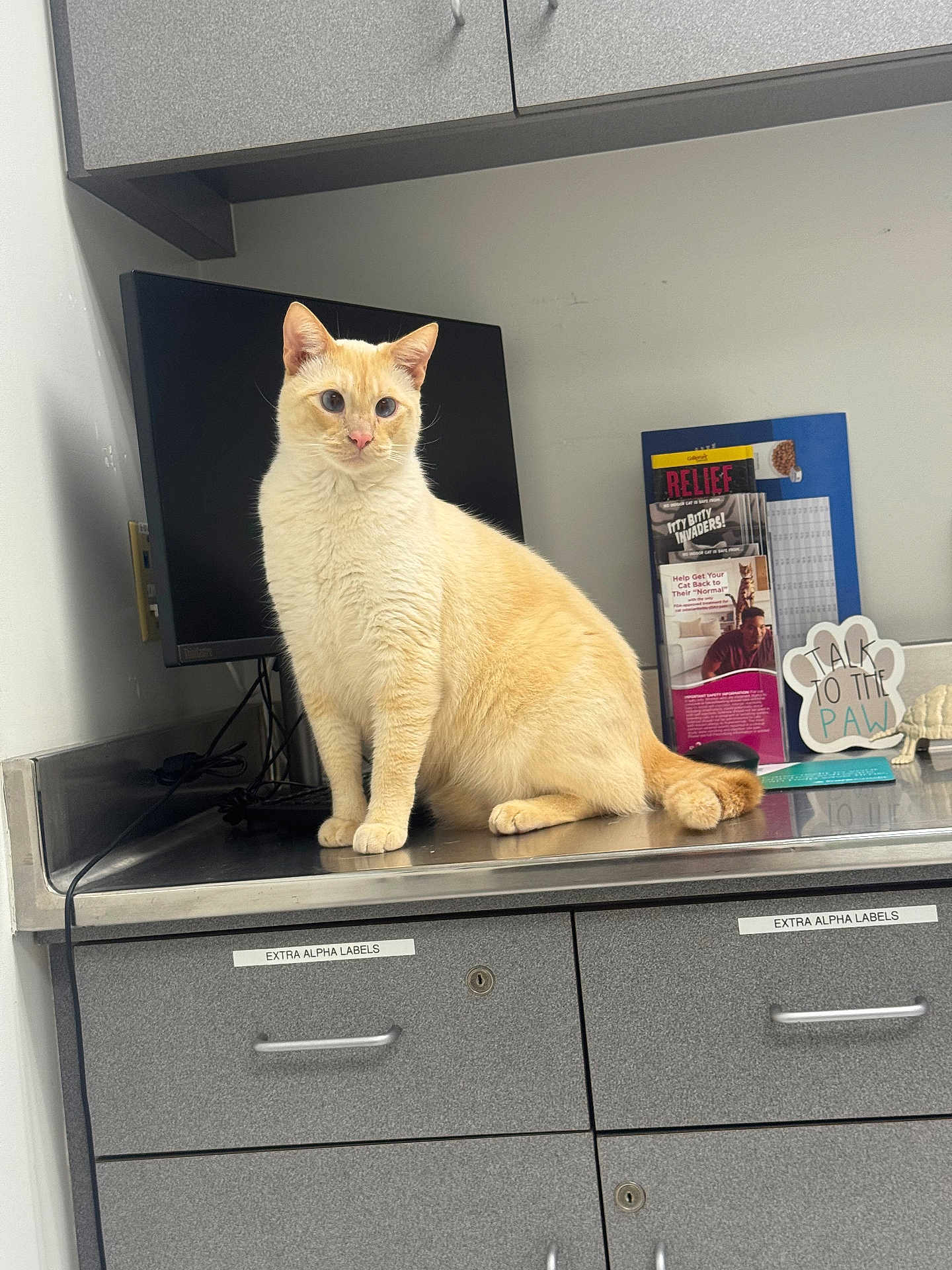 Ghost joined the competition — help win amazing prizes! cat, cream_cat, indoor, countertop, monitor, cabinet, pamphlets, office, veterinary, alert, curious, feline, fur, ears, tail, animal, pet, sitting, metal_surface, gray_cabinet