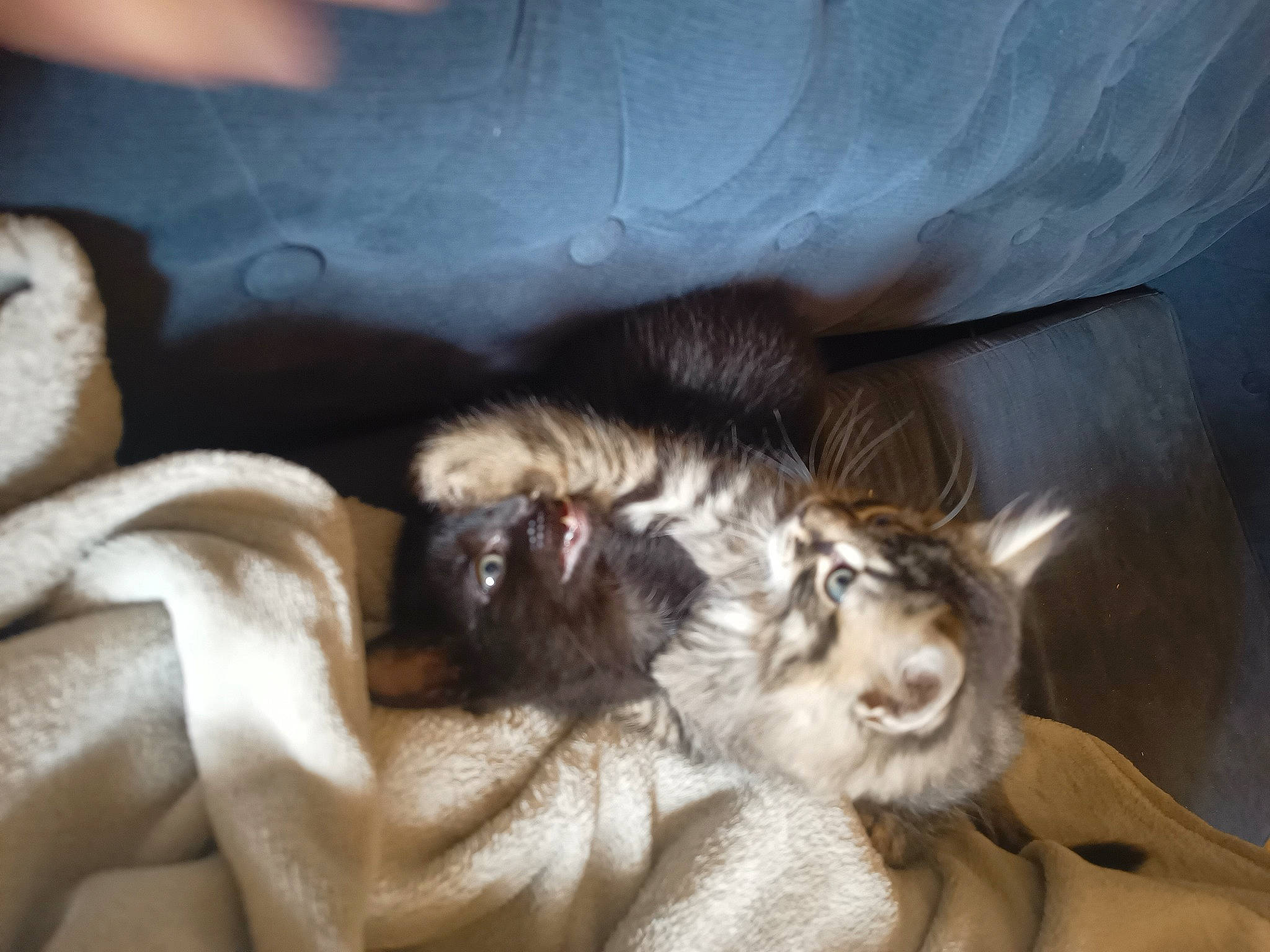 Luigi is registered to the contest to win money with this photo: bed, canidae, carnivore, cat, claw, comfort, companion_dog, dog_breed, domestic_short_haired_cat, fawn, felidae, fur, linens, nap, paw, sleep, small_to_medium_sized_cats, sporting_group, tail, whiskers