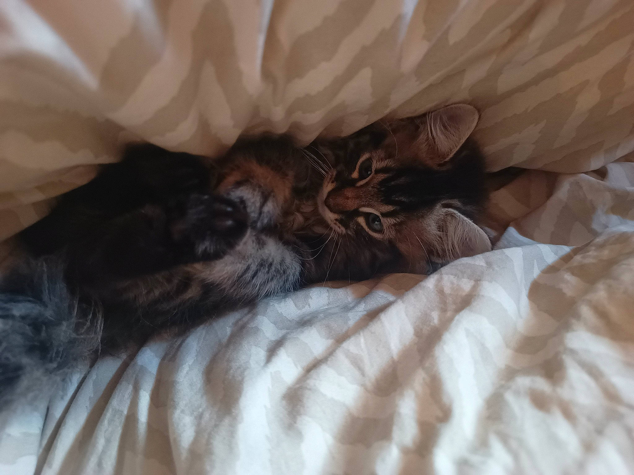 Luigi joined the competition — help win amazing prizes! bed, bed_sheet, bedding, brown, carnivore, cat, claw, comfort, domestic_short_haired_cat, duvet, felidae, fur, grey, linens, nap, paw, small_to_medium_sized_cats, terrestrial_animal, textile, whiskers