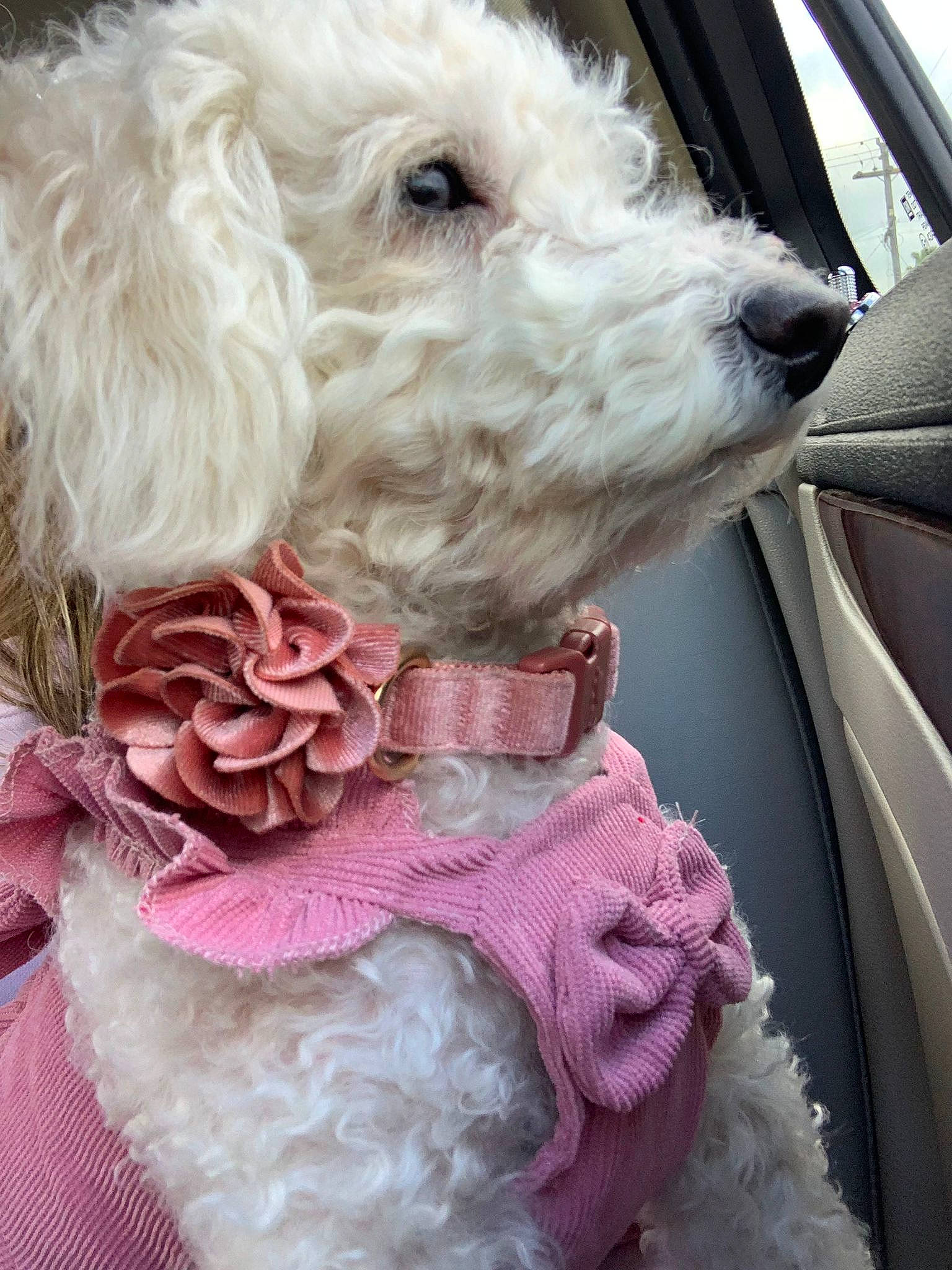 Mimi joined the competition — help win amazing prizes! car, car_seat, car_seat_cover, carnivore, collar, companion_dog, dog, dog_breed, dog_collar, fashion_accessory, fur, labradoodle, plant, poodle, rose, seat_belt, sporting_group, toy_dog, vehicle_door, windshield