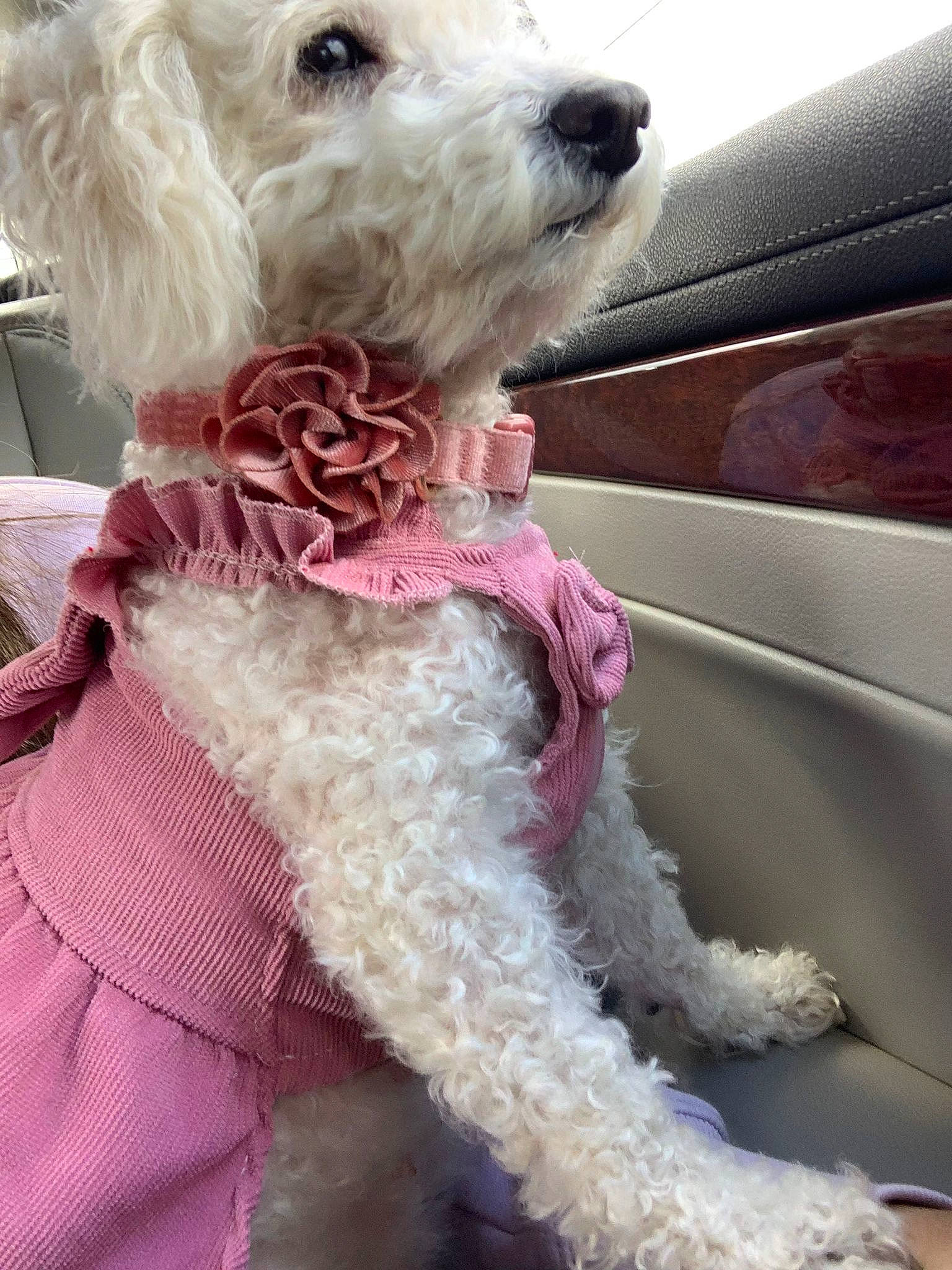 Mimi joined the competition — help win amazing prizes! carnivore, collar, companion_dog, dog, dog_breed, dog_clothes, dog_collar, dog_supply, fur, labradoodle, pet_supply, pink, puppy_love, small_terrier, snout, terrier, toy, toy_dog, vehicle_door, working_animal