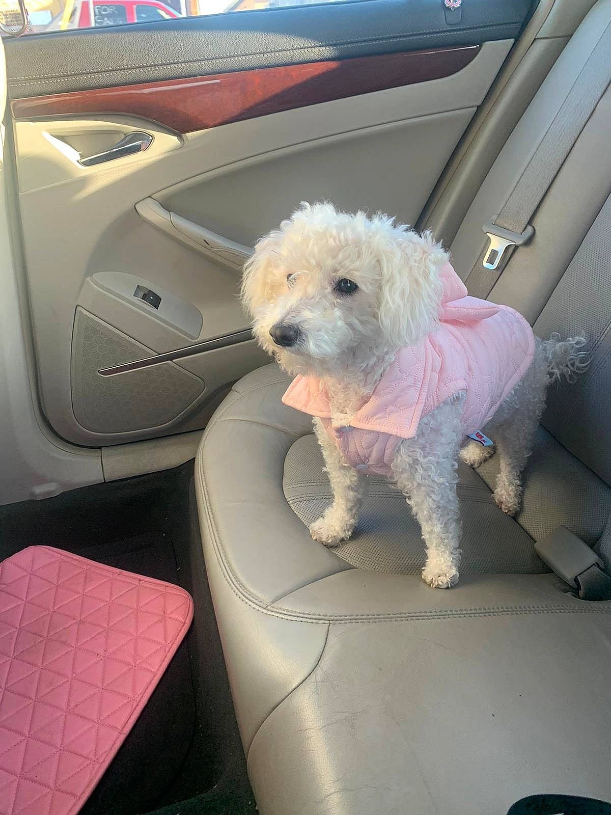 Mimi is registered to the contest to win money with this photo: auto_part, automotive_exterior, canidae, car, car_seat, car_seat_cover, carnivore, companion_dog, dog, dog_breed, family_car, luxury_vehicle, motor_vehicle, poodle, seat_belt, sporting_group, toy_dog, vehicle, vehicle_door, windshield