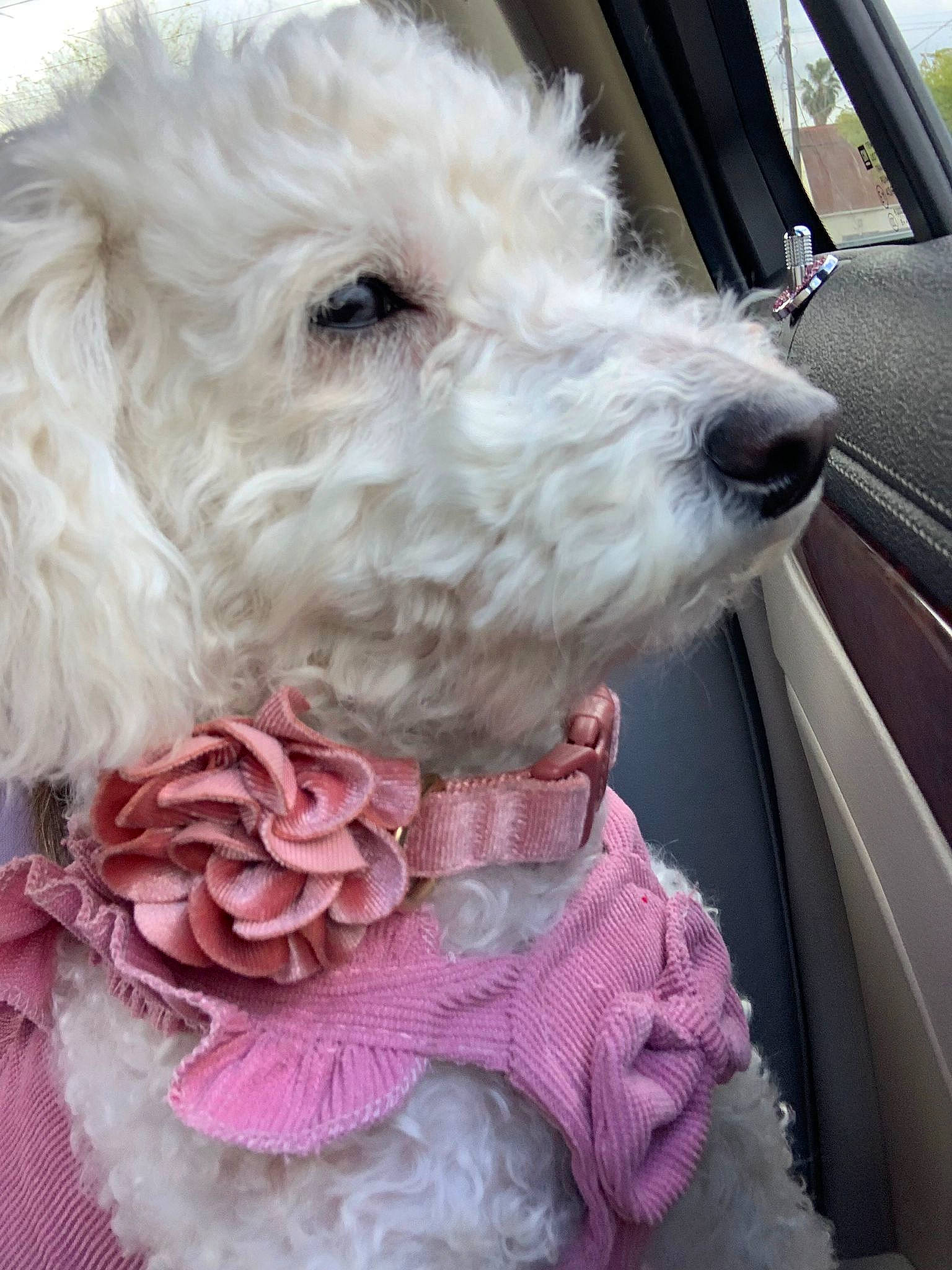Mimi joined the competition — help win amazing prizes! canidae, car, carnivore, collar, companion_dog, dog, dog_breed, dog_collar, fur, petal, poodle, small_terrier, snout, sporting_group, terrier, toy_dog, vehicle, vehicle_door, window, windshield