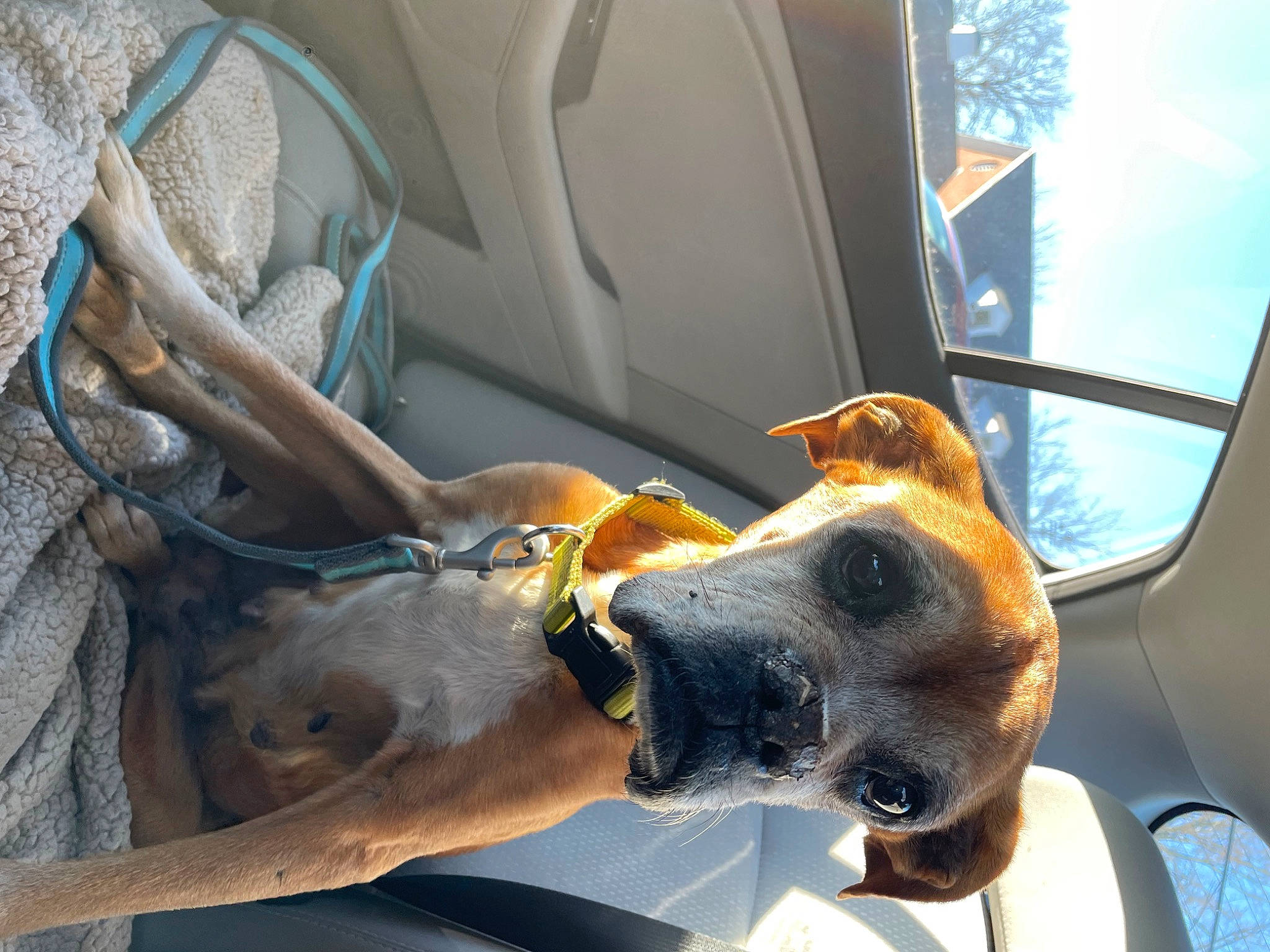 Zoey is registered to the contest to win money with this photo: auto_part, automotive_lighting, canidae, carnivore, collar, comfort, companion_dog, dobermann, dog, dog_breed, dog_collar, ear, fawn, motor_vehicle, snout, sporting_group, vehicle, vehicle_door, window, working_animal