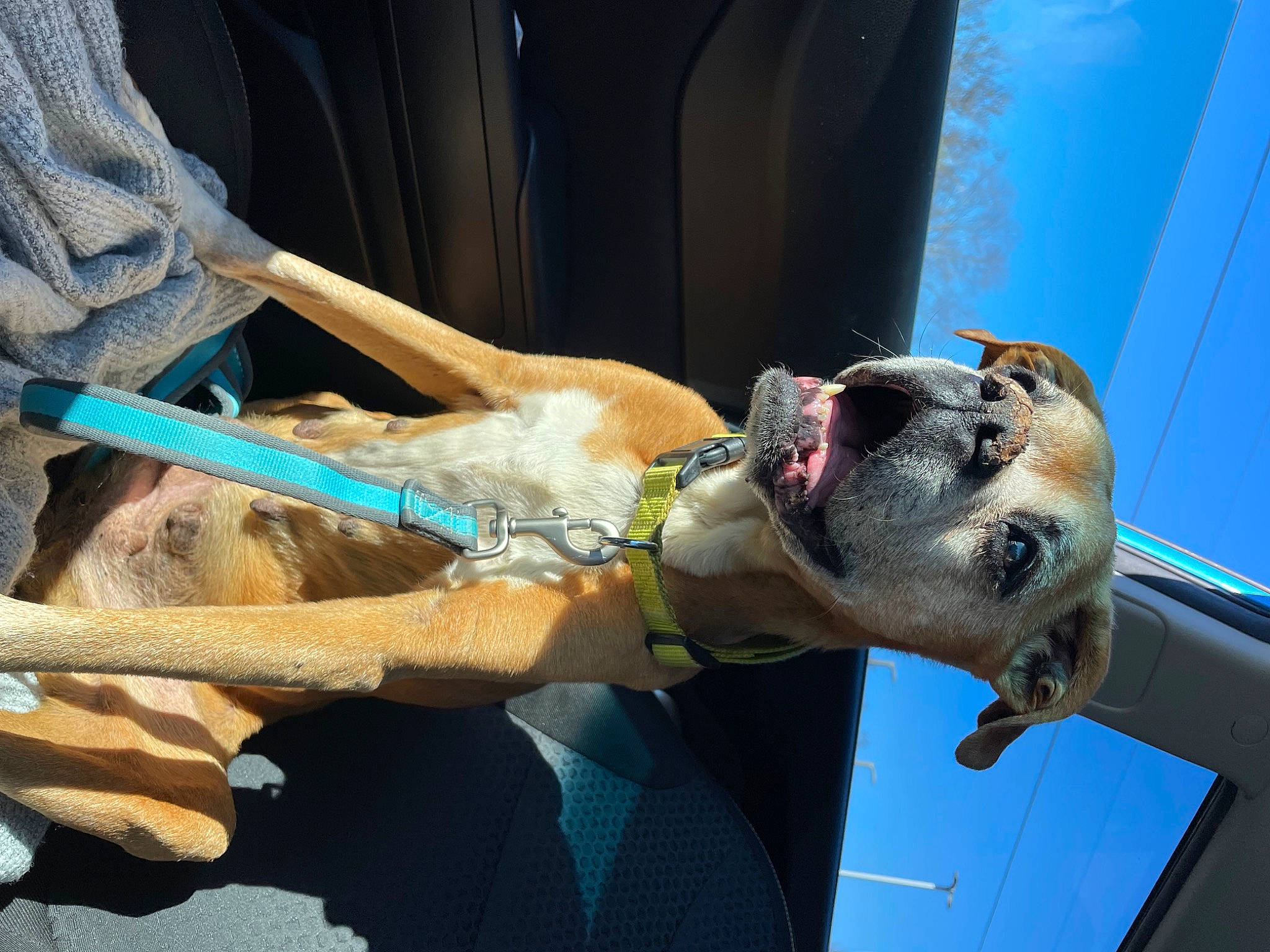 Zoey joined the competition — help win amazing prizes! adventure, blue, canidae, carnivore, collar, dog, dog_breed, elbow, electric_blue, eyewear, fawn, fun, human_leg, leash, pet_supply, recreation, sky, snout, sporting_group, working_animal