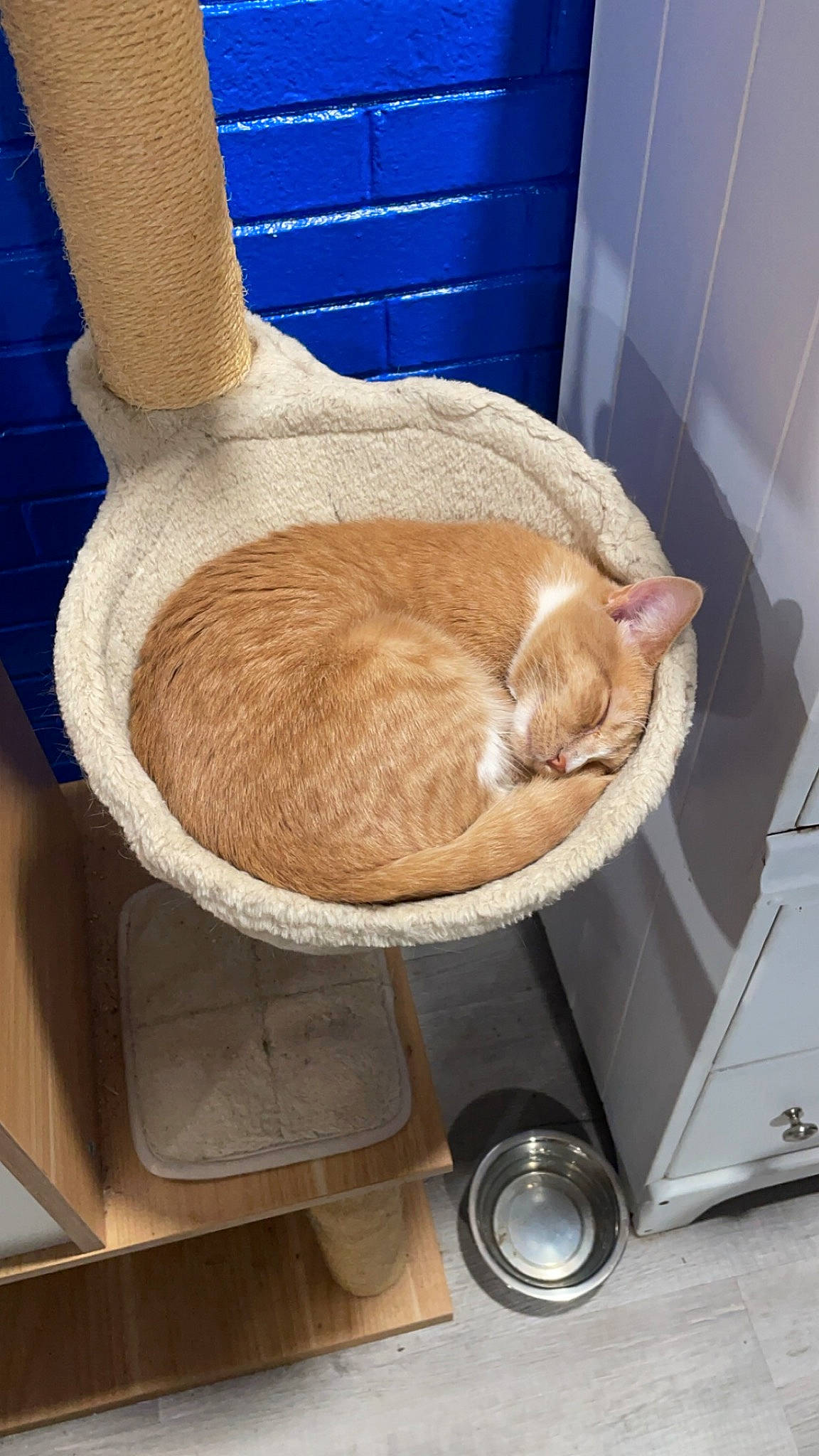 Eleven is registered to the contest to win money with this photo: carnivore, cat, cat_bed, cat_supply, comfort, companion_dog, domestic_short_haired_cat, fawn, felidae, flooring, fur, hardwood, nap, pet_supply, plumbing_fixture, room, small_to_medium_sized_cats, tail, whiskers, wood