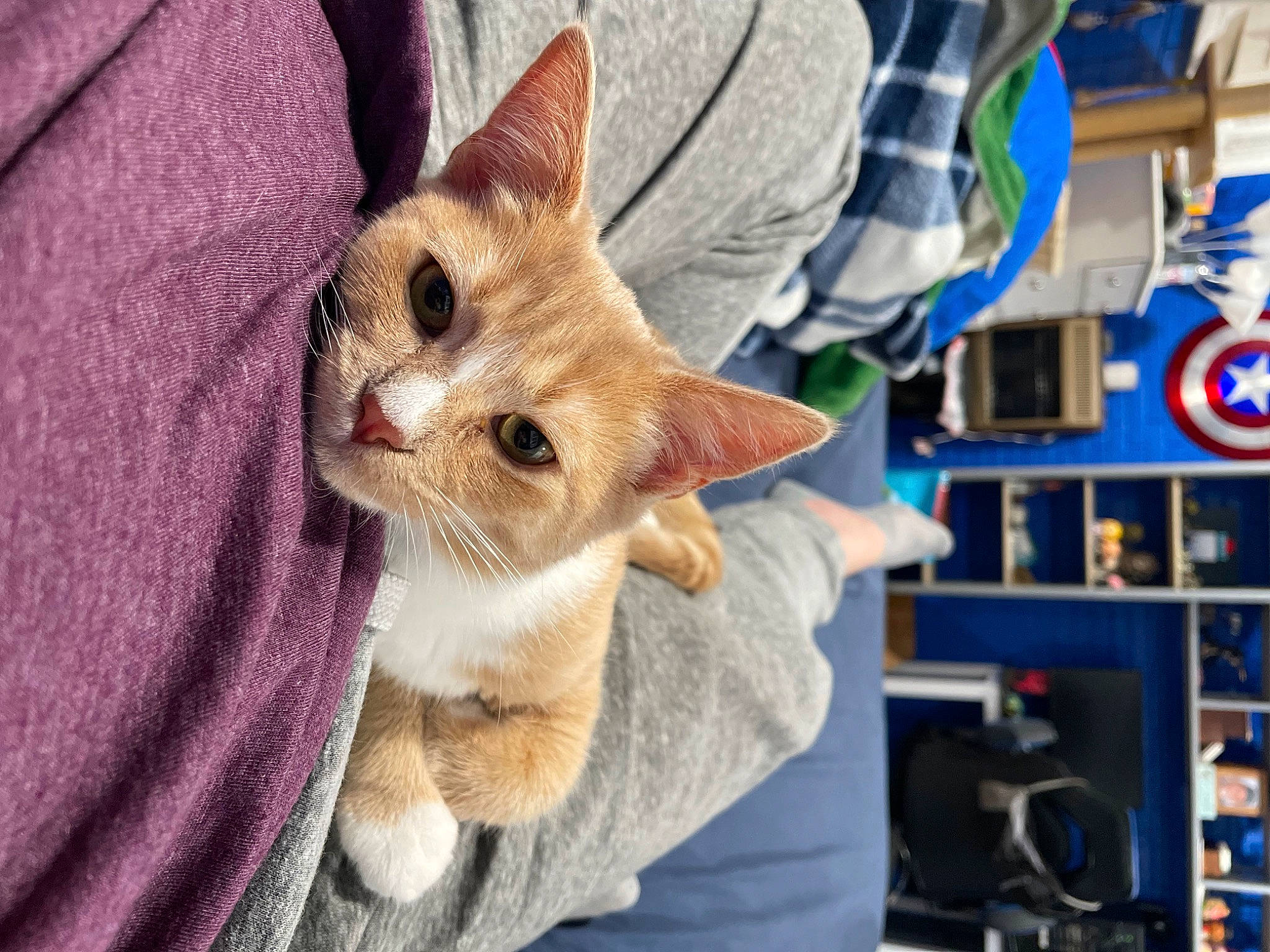 Eleven joined the competition — help win amazing prizes! balinese, carnivore, cat, claw, domestic_short_haired_cat, electric_blue, eye, fawn, felidae, fur, gesture, paw, small_to_medium_sized_cats, snout, tail, thai, whiskers