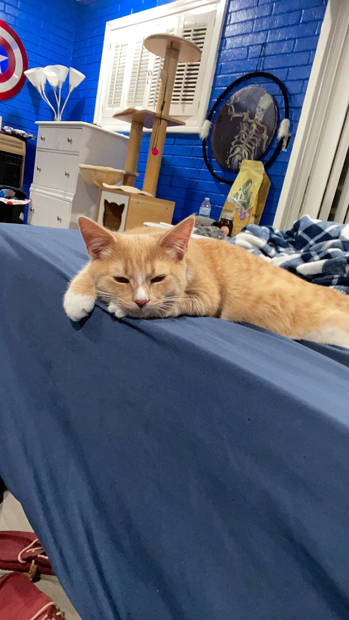 Eleven joined the competition — help win amazing prizes! bed, bedding, blue, carnivore, cat, chair, comfort, companion_dog, domestic_short_haired_cat, event, fawn, felidae, fur, linens, mechanical_fan, room, small_to_medium_sized_cats, tree, whiskers, wood