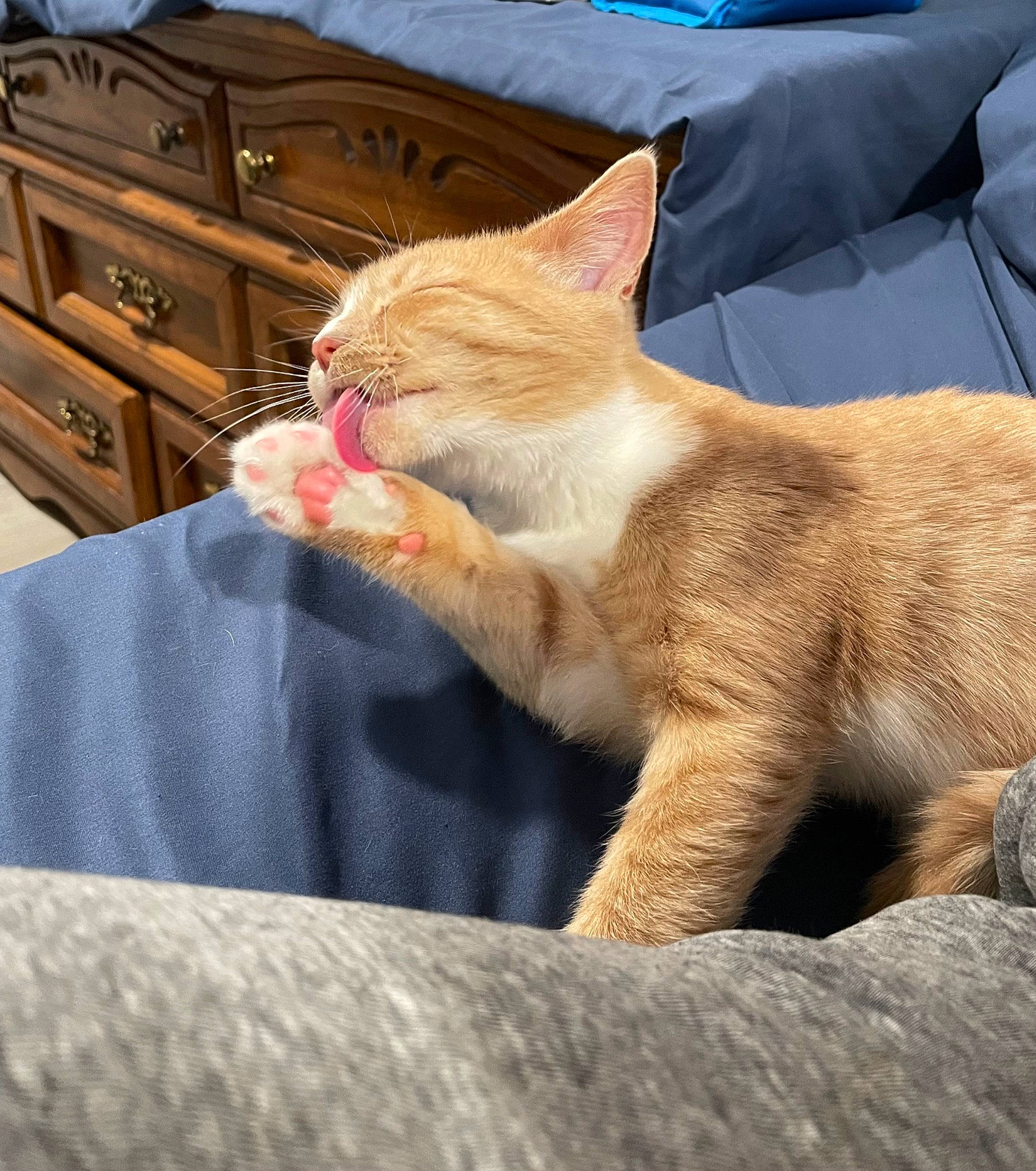 Eleven is registered to the contest to win money with this photo: cabinetry, carnivore, cat, chest_of_drawers, claw, comfort, domestic_short_haired_cat, drawer, fawn, felidae, fur, gesture, human_leg, shipping_box, small_to_medium_sized_cats, snout, tail, terrestrial_animal, whiskers, wood