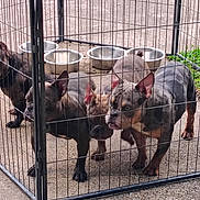Kookie Dough Pups is registered to the contest to win money with this photo: dog, dogs, pen, metal_fence, outdoor, concrete, empty_bowls, curious, pets, animal_group, canine, ears, snout, pavement, enclosure, resting, companions, fence, yard, daylight