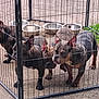 dog, dogs, pen, metal_fence, outdoor, concrete, empty_bowls, curious, pets, animal_group, canine, ears, snout, pavement, enclosure, resting, companions, fence, yard, daylight