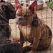 Apollo joined the competition — help win amazing prizes! dog, french_bulldog, brindle, wire_fence, metal_bowl, pet, animal, outdoor, concrete_floor, two_dogs, sitting, close_up, ears, face, canine, domestic_animal, companions, fence, resting, watchful