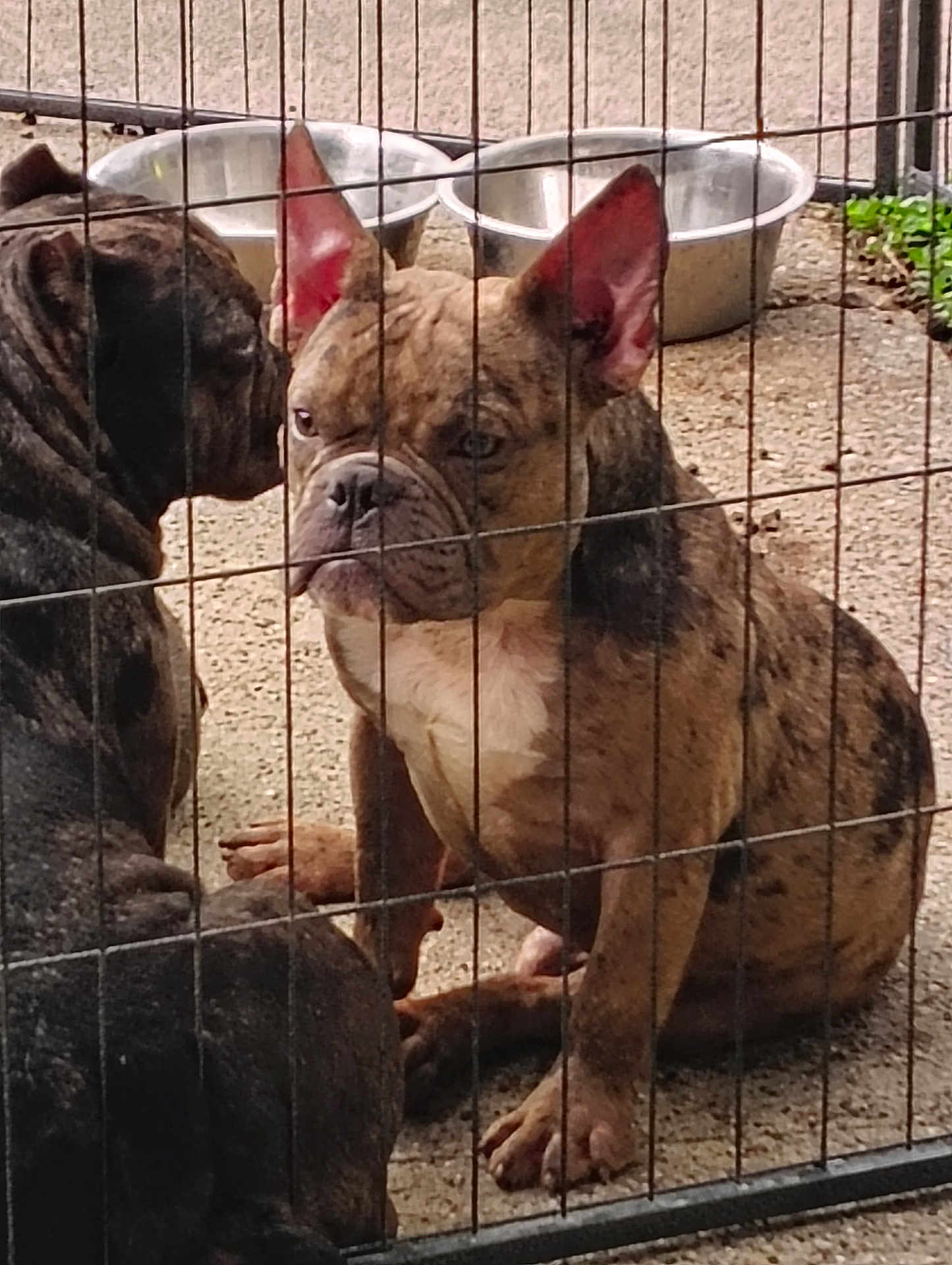 Apollo joined the competition — help win amazing prizes! dog, french_bulldog, brindle, wire_fence, metal_bowl, pet, animal, outdoor, concrete_floor, two_dogs, sitting, close_up, ears, face, canine, domestic_animal, companions, fence, resting, watchful