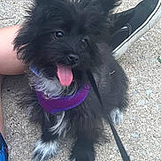 Bella joined the competition — help win amazing prizes! dog, black_dog, puppy, fluffy, harness, purple_harness, tongue_out, happy, pet, leash, outdoor, gravel, footwear, shoes, person, legs, canine, playful, cute, animal