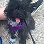 dog, black_dog, puppy, fluffy, harness, purple_harness, tongue_out, happy, pet, leash, outdoor, gravel, footwear, shoes, person, legs, canine, playful, cute, animal