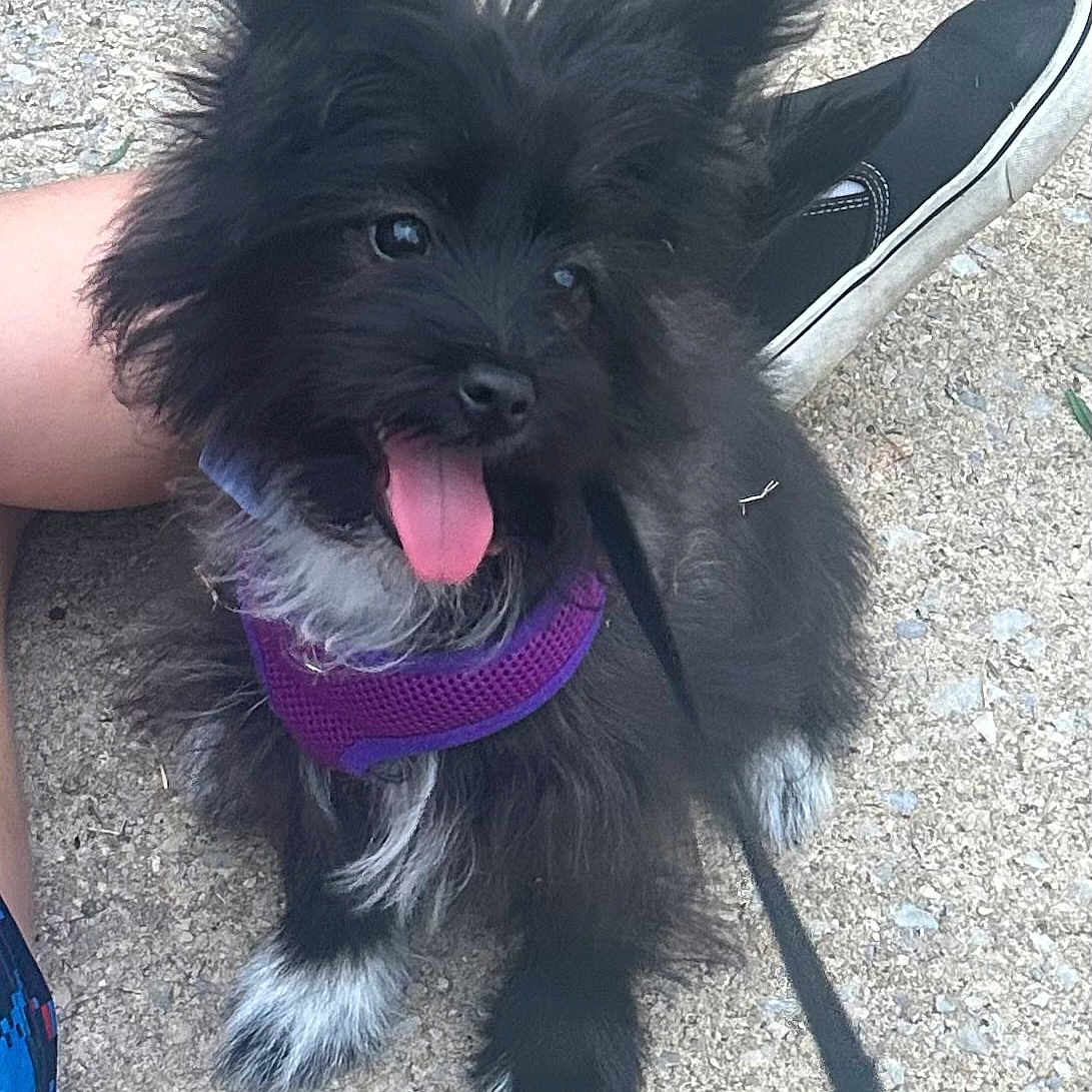 Bella joined the competition — help win amazing prizes! animal, black_dog, canine, cute, dog, fluffy, footwear, gravel, happy, harness, leash, legs, outdoor, person, pet, playful, puppy, purple_harness, shoes, tongue_out
