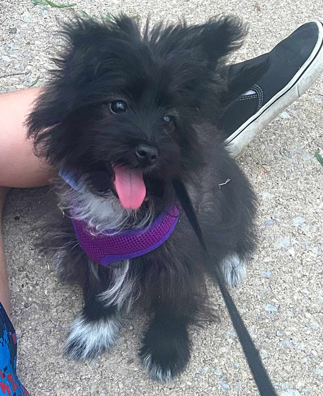 Bella