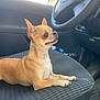 alert, animal, car_interior, chihuahua, companion, cute, dog, domestic_animal, indoor, paw, pet, seat, short_fur, side_view, sitting, small_dog, steering_wheel, tan_fur, transportation, vehicle