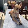 animal, backyard, bench, calm, canine, chair, chihuahua, concrete_wall, dog, domestic_animal, furniture, outdoor, pet, relaxing, resting, shadow, small_dog, sunlight, table, tan_dog