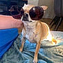 animal, blanket, brown, chihuahua, cozy, cute, dog, floor, fur, furniture, hand, indoor, living_room, modern, person, pet, relaxed, shadow, small_dog, sunglasses