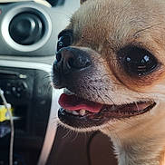Umi participe au concours pour gagner de l'argent avec cette photo : animal, car_interior, chihuahua, close_up, cute, dashboard, dog, ears, face, fur, happy, pet, seat, small_dog, smile, sunlight, tongue_out, transportation, window, yellow_vehicle