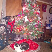 Mickey is registered to the contest to win money with this photo: cat, christmas_tree, red_bicycle, carpet, indoor, decorations, lights, tree_skirt, furniture, wood_paneling, lamp, humidifier, flag, fan, cords, holiday, home, pet, relaxing, cozy