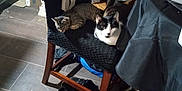 Mickey joined the competition — help win amazing prizes! cat, chair, indoor, floor, vacuum_cleaner, shoes, shelf, container, household, pet, furniture, black_and_white_cat, tabby_cat, relaxed, curious, wooden_chair, towel, clutter, room, domestic
