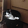 Turbo is registered to the contest to win money with this photo: cat, black_and_white, bucket, paw, indoor, wall, fan, slipper, floor, relaxed, pet, animal, cozy, container, domestic, quiet, curious, resting, household, feline