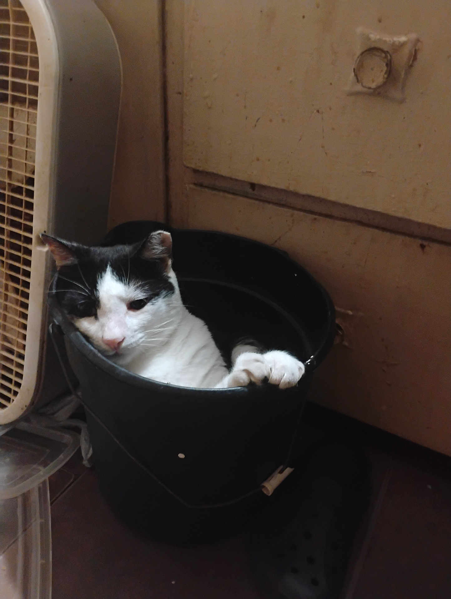 Turbo is registered to the contest to win money with this photo: cat, black_and_white, bucket, paw, indoor, wall, fan, slipper, floor, relaxed, pet, animal, cozy, container, domestic, quiet, curious, resting, household, feline