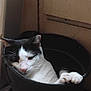 Turbo joined the competition — help win amazing prizes! cat, black_and_white_cat, bucket, pet, animal, indoor, resting, cozy, feline, paw, container, relaxed, sleepy, domestic_animal, cute, whiskers, fur, ears, closeup, household