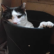 Turbo joined the competition — help win amazing prizes! cat, black_and_white, bucket, paw, indoor, animal, pet, curious, hiding, container, feline, claw, face, whiskers, resting, closeup, shadow, quiet, cute, domestic