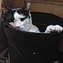 cat, black_and_white, bucket, paw, indoor, animal, pet, curious, hiding, container, feline, claw, face, whiskers, resting, closeup, shadow, quiet, cute, domestic