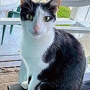 Turbo joined the competition — help win amazing prizes! alert, animal, black_and_white, cat, chair, closeup, curious, daylight, domestic_cat, feline, fur, green_eyes, nature, outdoor, pet, porch, sitting, table, whiskers, wooden_surface