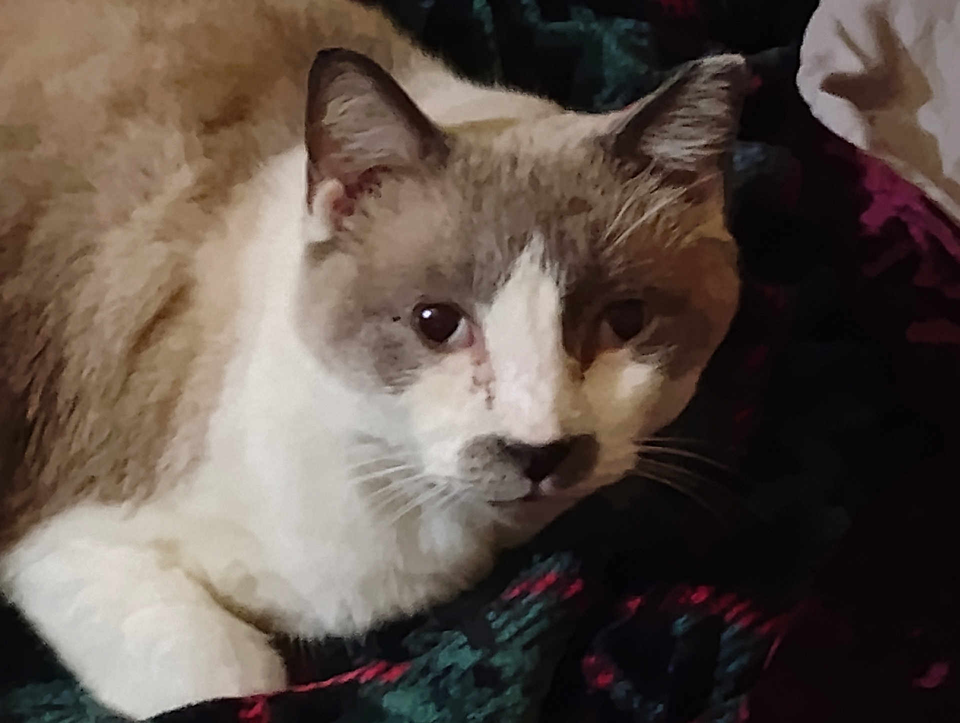 Tony