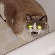 Tony is registered to the contest to win money with this photo: animal, bathtub, brown, cat, closeup, curious, cute, domestic, ears, face, feline, floor, fur, glowing_eyes, gray, indoor, looking, pet, whiskers, white