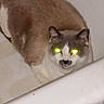animal, bathtub, brown, cat, closeup, curious, cute, domestic, ears, face, feline, floor, fur, glowing_eyes, gray, indoor, looking, pet, whiskers, white