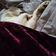 Tony is registered to the contest to win money with this photo: cat, sleeping, blanket, paw, cozy, indoor, fur, resting, bed, comfort, purple_blanket, gray_blanket, pet, animal, relaxing, closeup, whiskers, cute, nap, feline