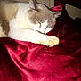 Tony is registered to the contest to win money with this photo: animal, bed, blanket, cat, cozy, cute, domestic, feline, fur, indoor, paw, peaceful, pet, quiet, red, relaxing, resting, sleeping, soft, whiskers