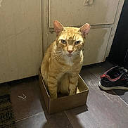 Tony The Tiger joined the competition — help win amazing prizes! animal, box, cabinet, cardboard_box, cat, curious, domestic, feline, floor, funny, household, indoor, orange_tabby, pet, quiet, shadow, shoe, sitting, small_space, tile