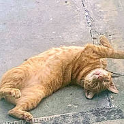 Tony The Tiger is registered to the contest to win money with this photo: animal, cat, closeup, concrete, curious, domestic_cat, feline, fur, lying_down, orange_tabby, outdoor, paw, pet, playful, relaxed, resting, sidewalk, texture, upside_down, whiskers