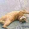 Tony The Tiger is registered to the contest to win money with this photo: animal, cat, closeup, concrete, curious, domestic_cat, feline, fur, lying_down, orange_tabby, outdoor, paw, pet, playful, relaxed, resting, sidewalk, texture, upside_down, whiskers