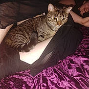 Jane joined the competition — help win amazing prizes! animal, blanket, casual, cat, comfort, eyes, fur, furniture, indoor, lap, person, pet, phone, purple, relax, resting, smiling, striped, tabby_cat, whiskers