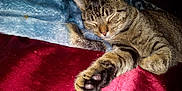 Jane is registered to the contest to win money with this photo: cat, tabby, sleeping, paw, blanket, red_blanket, blue_blanket, cozy, feline, pet, whiskers, fur, relaxed, indoors, resting, animal, closeup, cute, nap, domestic_cat