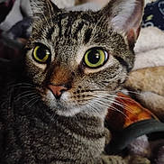 Jane is registered to the contest to win money with this photo: cat, tabby, close_up, green_eyes, whiskers, fur, pet, animal, curious, indoor, mammal, face, portrait, alert, feline, domestic_cat, whiskers_visible, striped, nose, ears