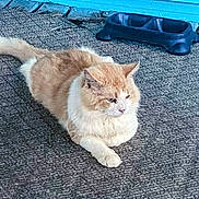 Fluffy is registered to the contest to win money with this photo: animal, blue_wall, calm, cat, domestic_cat, feline, food_bowl, fur, home, mat, orange_cat, outdoor, paw, pet, quiet, relaxed, resting, side_view, whiskers, white_cat