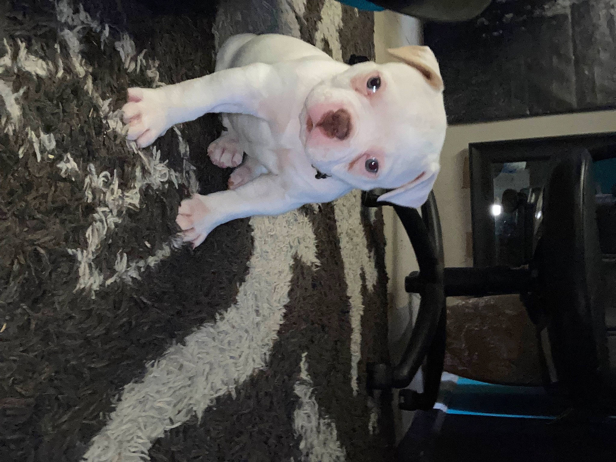 Brantley is registered to the contest to win money with this photo: canidae, carnivore, child, companion_dog, dog, dog_breed, fawn, flash_photography, fun, fur, grass, guard_dog, human_body, non_sporting_group, personal_protective_equipment, shadow, snout, sporting_group, tree, wood