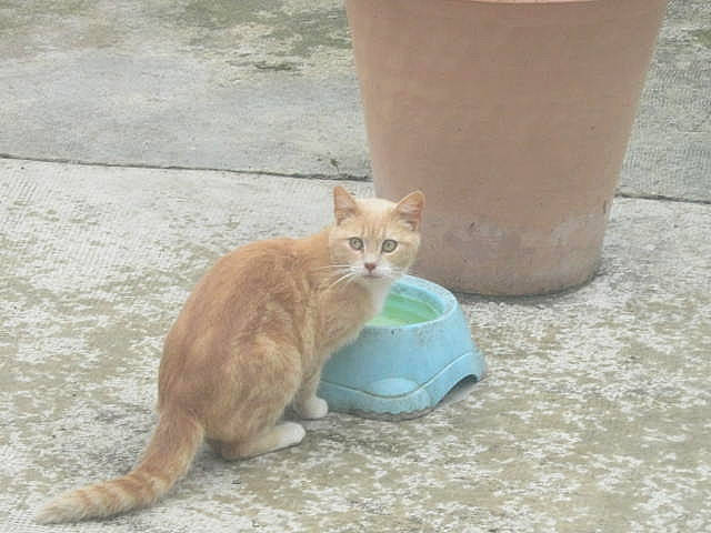 Jazzy a rejoint le concours — aidez-le/la à gagner de superbes lots ! asphalt, canidae, carnivore, cat, claw, domestic_short_haired_cat, fawn, felidae, fur, grass, human_leg, paw, road_surface, sand, sitting, small_to_medium_sized_cats, tail, terrestrial_animal, whiskers, wood